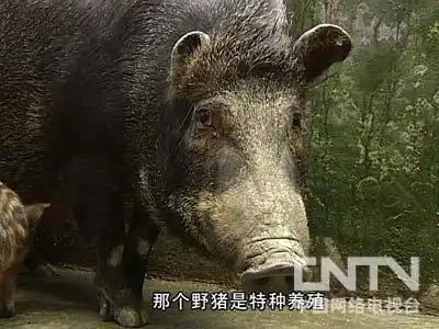 致富经野猪散养视频全部_东北野猪养殖基地加盟_致富经东北野猪