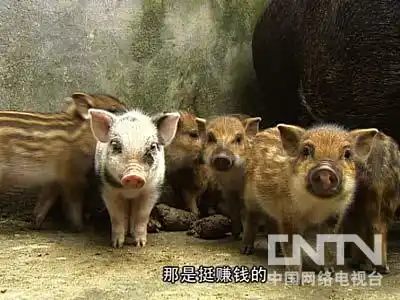 致富经东北野猪_致富经野猪散养视频全部_东北野猪养殖基地加盟
