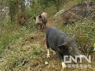 致富经野猪散养视频全部_东北野猪养殖基地加盟_致富经东北野猪