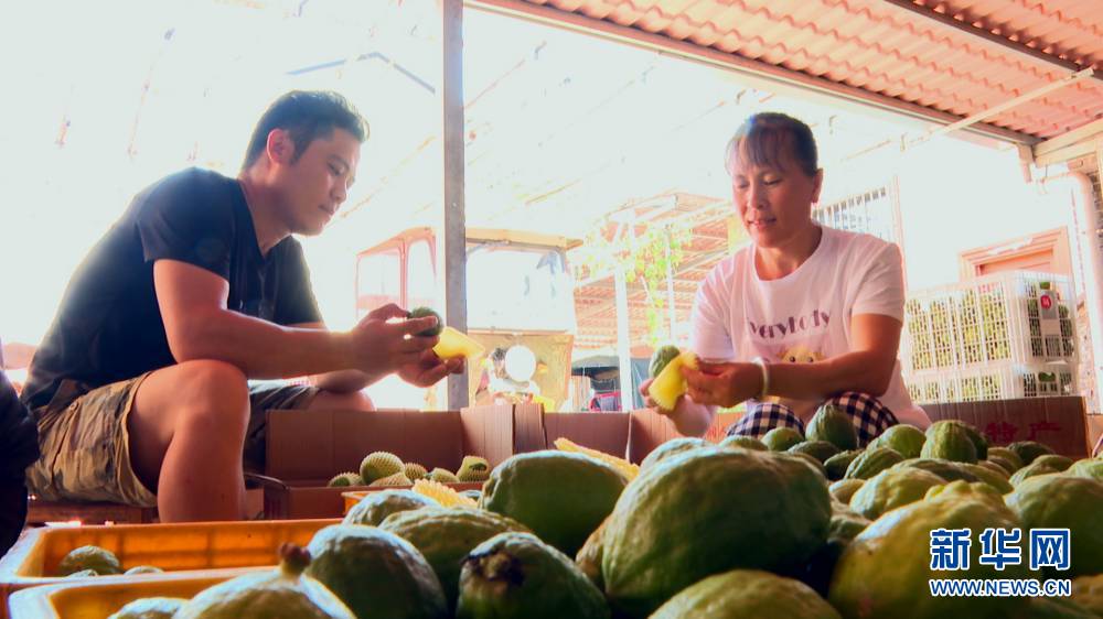 农业致富信息网_致富经农业种植_农业种植致富信息