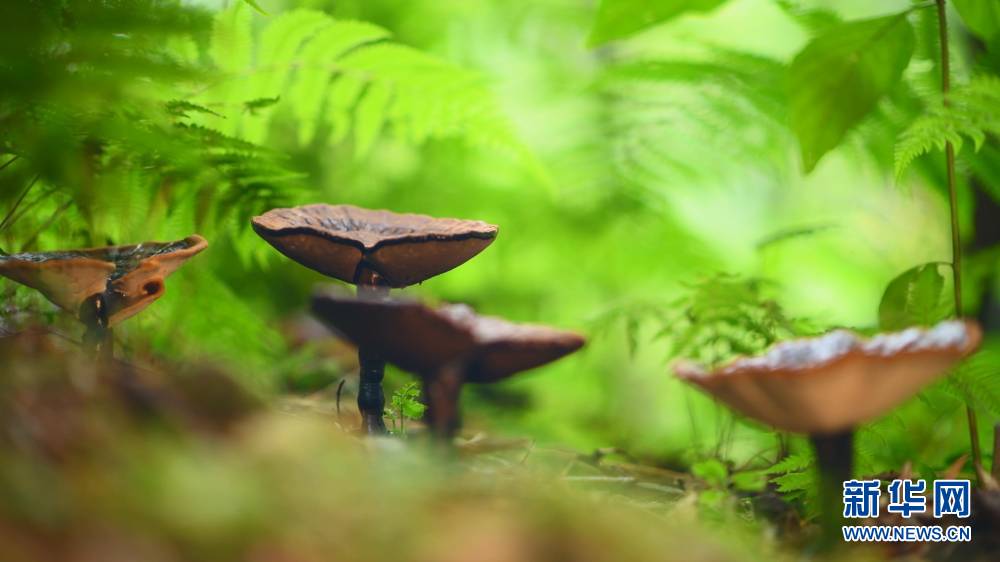 农业种植致富信息_致富经农业种植_农业致富信息网