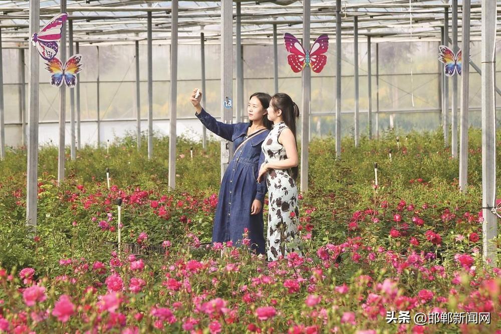 沙地开出致富花