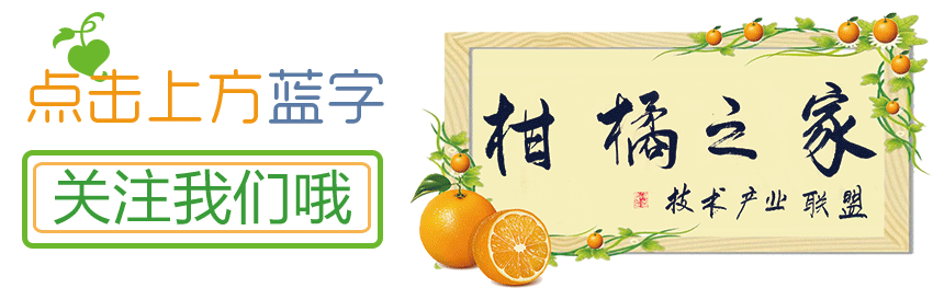 现在种脆蜜金柑，还能赚钱吗？