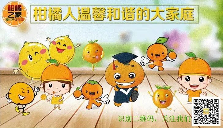 金柑种植致富_金柑盆景多少钱一盆_金柑怎么养殖