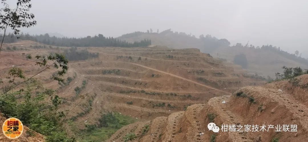 金柑盆景多少钱一盆_金柑怎么养殖_金柑种植致富