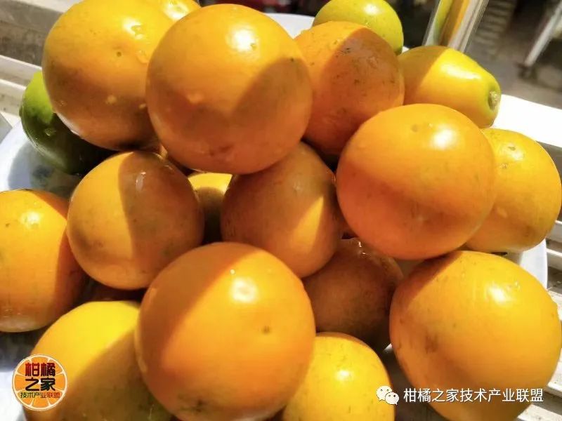 金柑盆景多少钱一盆_金柑怎么养殖_金柑种植致富