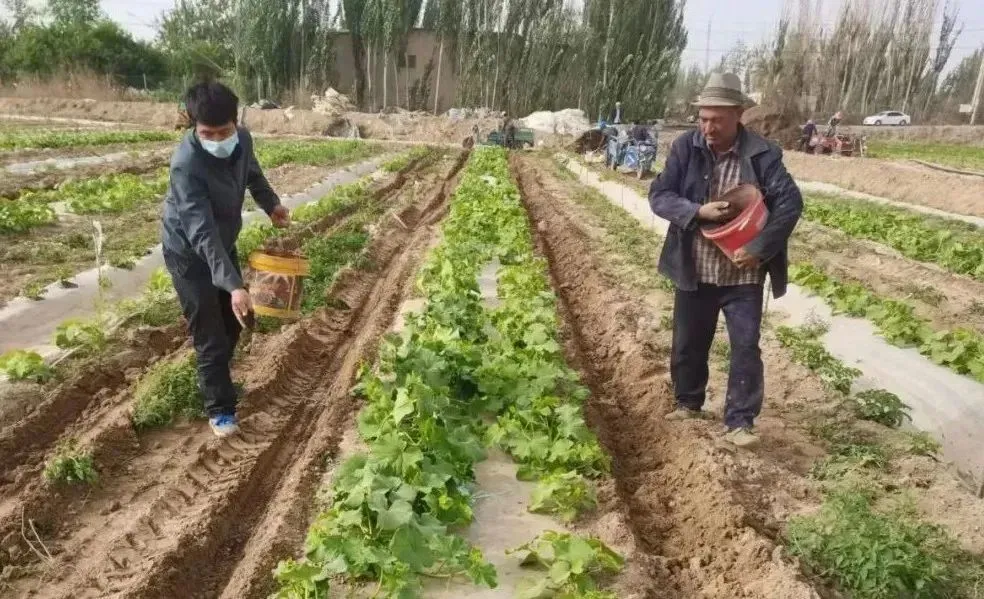 农业种植致富信息_致富种植农业信息网官网_农村致富新项目种植业