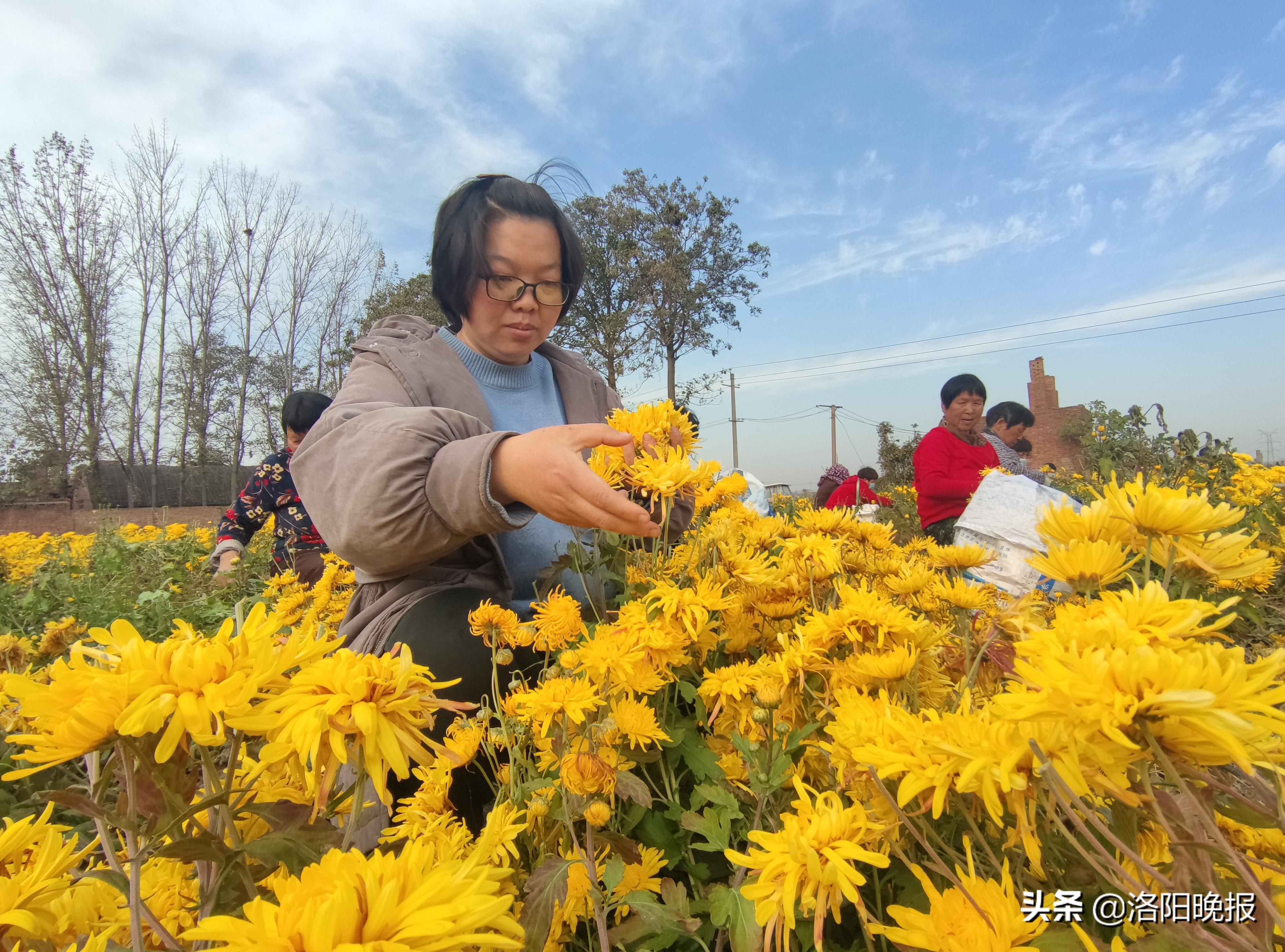 致富花种植技术_种花致富经_致富经花卉种植