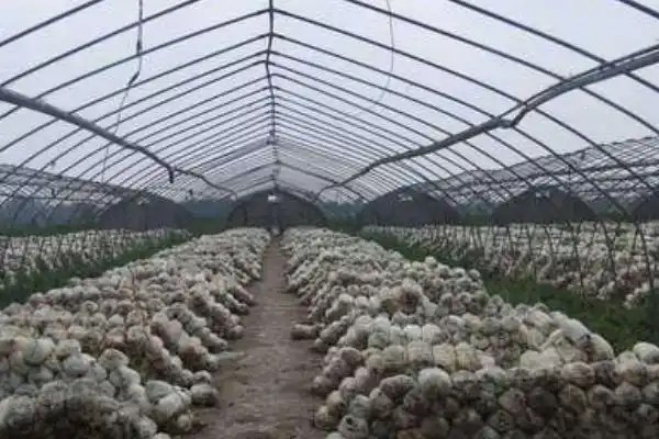 杏鲍菇种植技术书_杏鲍菇种植方法视频教程_杏鲍菇栽培技术