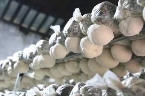 杏鲍菇种植技术书_杏鲍菇种植方法视频教程_杏鲍菇栽培技术