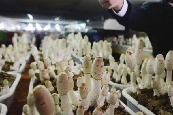 杏鲍菇种植技术书_杏鲍菇种植方法视频教程_杏鲍菇栽培技术