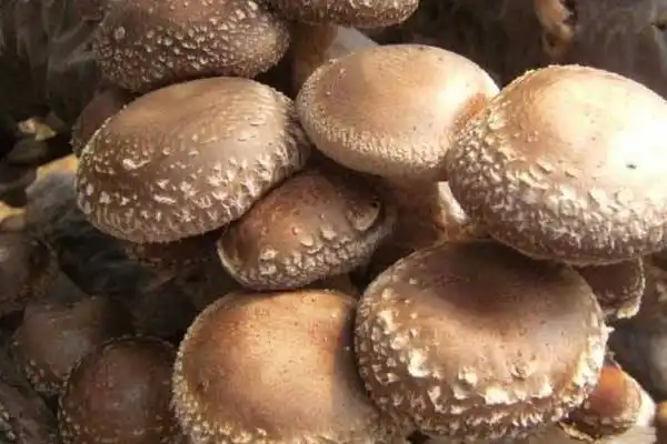杏鲍菇种植方法视频教程_杏鲍菇栽培技术_杏鲍菇种植技术书