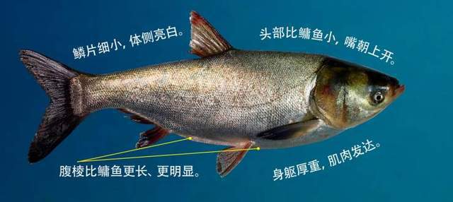 海青鱼养殖技术_养殖海青鱼技术视频_海青鱼能人工养殖吗