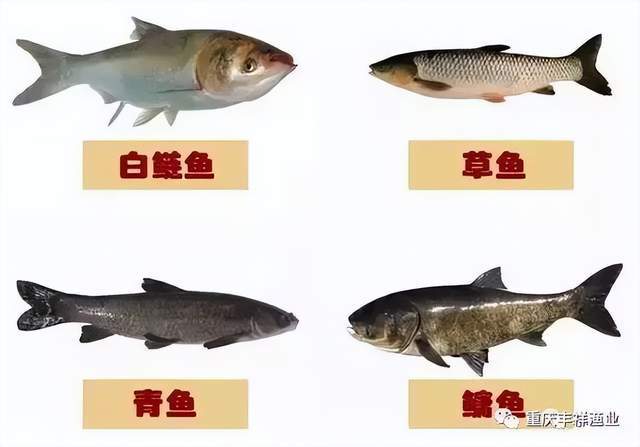 海青鱼养殖技术_养殖海青鱼技术视频_海青鱼能人工养殖吗