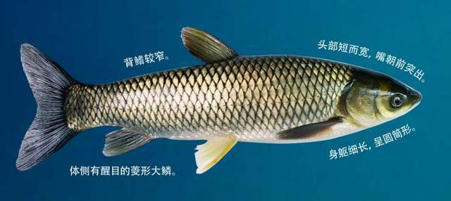 养殖海青鱼技术视频_海青鱼能人工养殖吗_海青鱼养殖技术