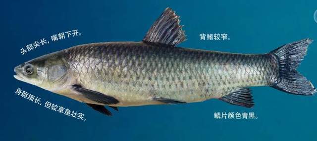 养殖海青鱼技术视频_海青鱼养殖技术_海青鱼能人工养殖吗