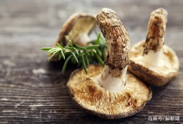 杏鲍菇种植方法视频教程_杏鲍菇栽培技术_杏鲍菇种植技术书