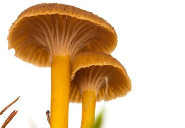 杏鲍菇种植技术书_杏鲍菇种植方法视频教程_杏鲍菇栽培技术