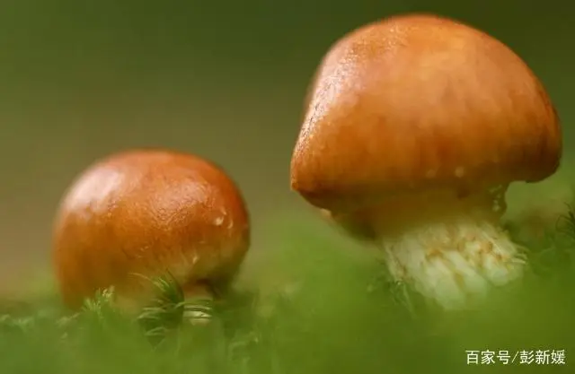 杏鲍菇种植方法视频教程_杏鲍菇种植技术书_杏鲍菇栽培技术