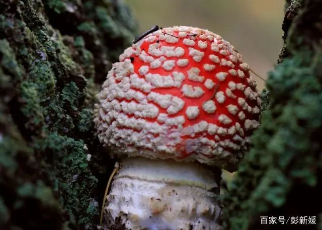 杏鲍菇栽培技术_杏鲍菇种植技术书_杏鲍菇种植方法视频教程