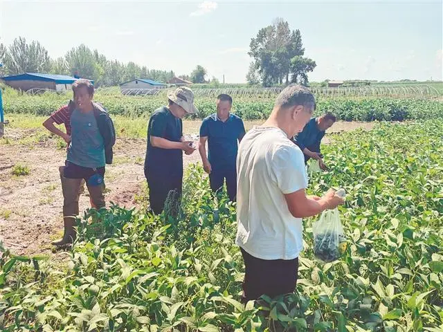 豆青虫养殖致富_豆青虫养殖技术视频_致富经豆青虫养殖