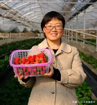 致富金种植草莓_草莓致富经_致富经草莓种植视频