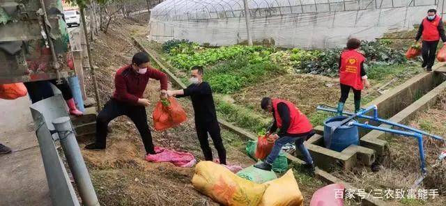 草莓致富经_致富金种植草莓_致富经草莓种植视频