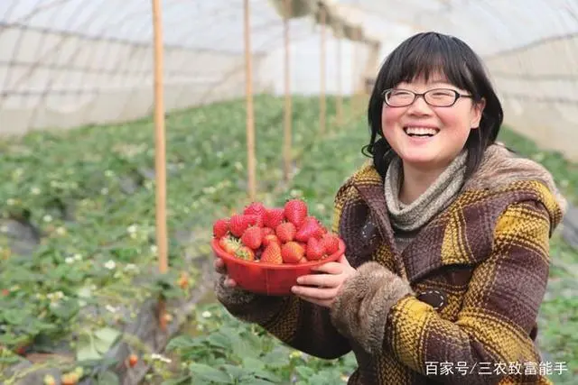 草莓致富经_致富金种植草莓_致富经草莓种植视频