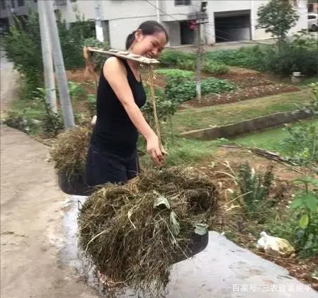致富金种植草莓_致富经草莓种植视频_草莓致富经