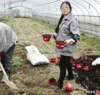 致富经草莓种植视频_致富金种植草莓_草莓致富经