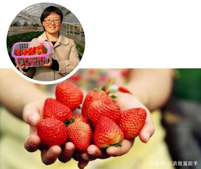 致富金种植草莓_致富经草莓种植视频_草莓致富经