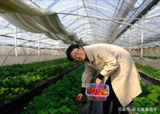 草莓致富经_致富金种植草莓_致富经草莓种植视频