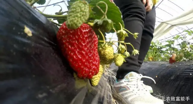 致富经草莓种植视频_草莓致富经_致富金种植草莓
