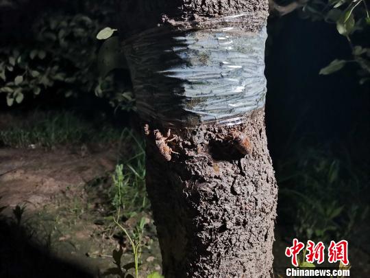 金蝉花养殖需投资多少钱_金蝉花人工养殖_金蝉花的养殖技术视频