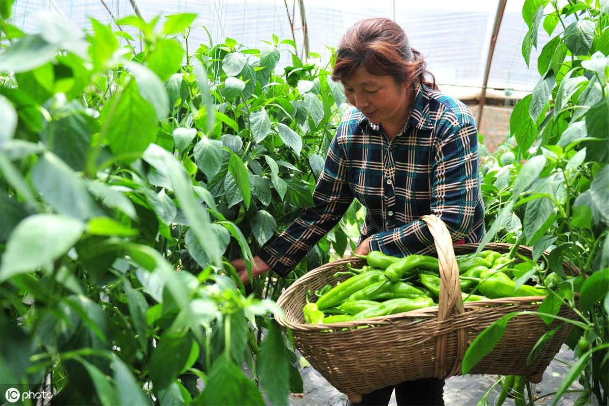 冬季黄瓜大棚种植技术视频_冬季大棚黄瓜定植管理_冬季大棚黄瓜栽培技术