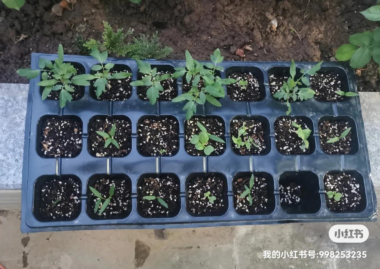黄瓜冬季大棚管理方法_冬季黄瓜大棚种植技术视频_冬季大棚黄瓜栽培技术