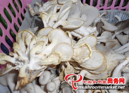 香菇种子