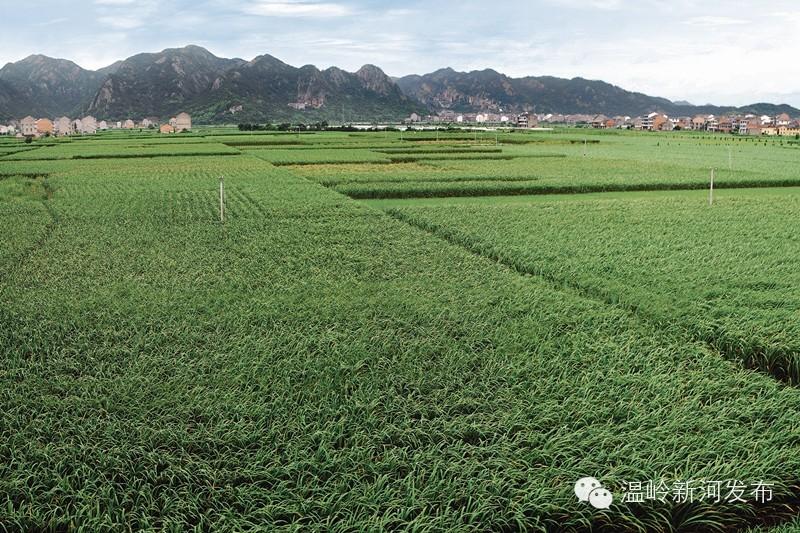 新河：沃野平畴铺锦绣，特色农业竞芳菲