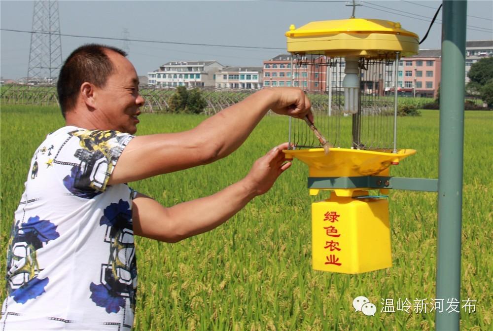 农广天地杨梅种植技术_种植杨梅的技术指导歌_农广天地杨梅种植视频