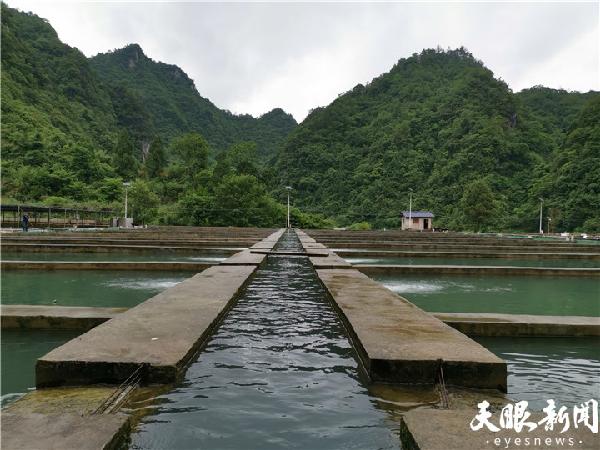 致富鱼养殖新闻_中央电台致富经关于养鱼的_新闻致富养殖鱼电话