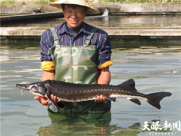 新闻致富养殖鱼电话_致富鱼养殖新闻_中央电台致富经关于养鱼的