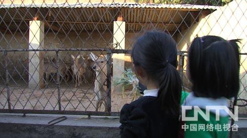 致富经野猪散养视频全部_致富经东北野猪_野猪致富经