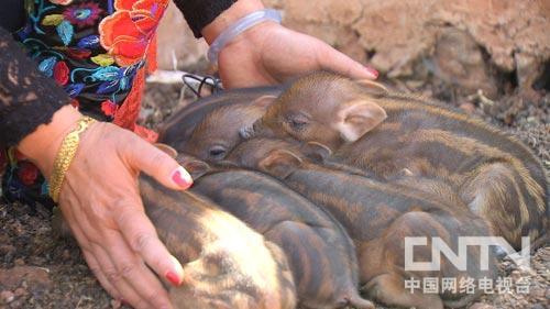 致富经东北野猪_致富经野猪散养视频全部_野猪致富经