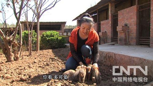 致富经野猪散养视频全部_野猪致富经_致富经东北野猪
