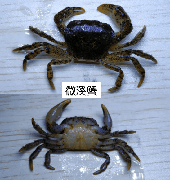 淡水养殖大闸蟹怎么样_淡水大闸蟹养殖技术_淡水养殖大闸蟹技术要求