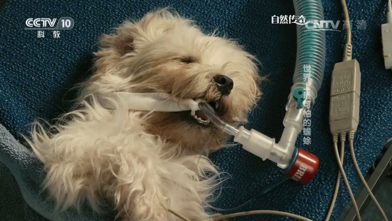 致富饲养小型狗图片_致富项目养狗_致富经饲养小型狗