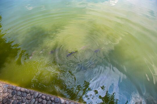 致富经养鱼生态园_致富经水库养鱼_致富养鱼视频