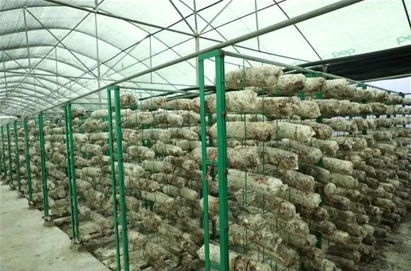 致富经平菇种植技术_平菇种植技术和成本_致富种植技术平菇视频