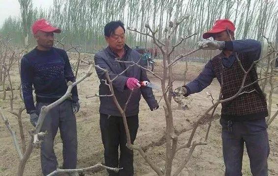 如何种植枣树才能高产呢？掌握以下技术要点，枣农要清楚