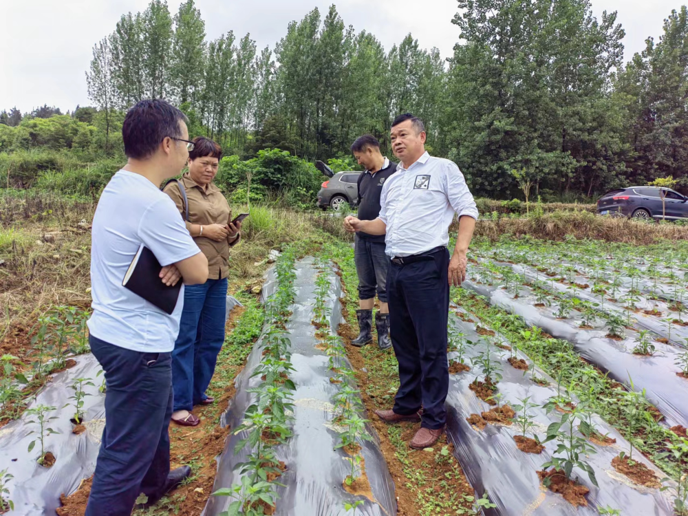 平菇种植新技术_致富种植技术平菇视频_致富经平菇种植技术
